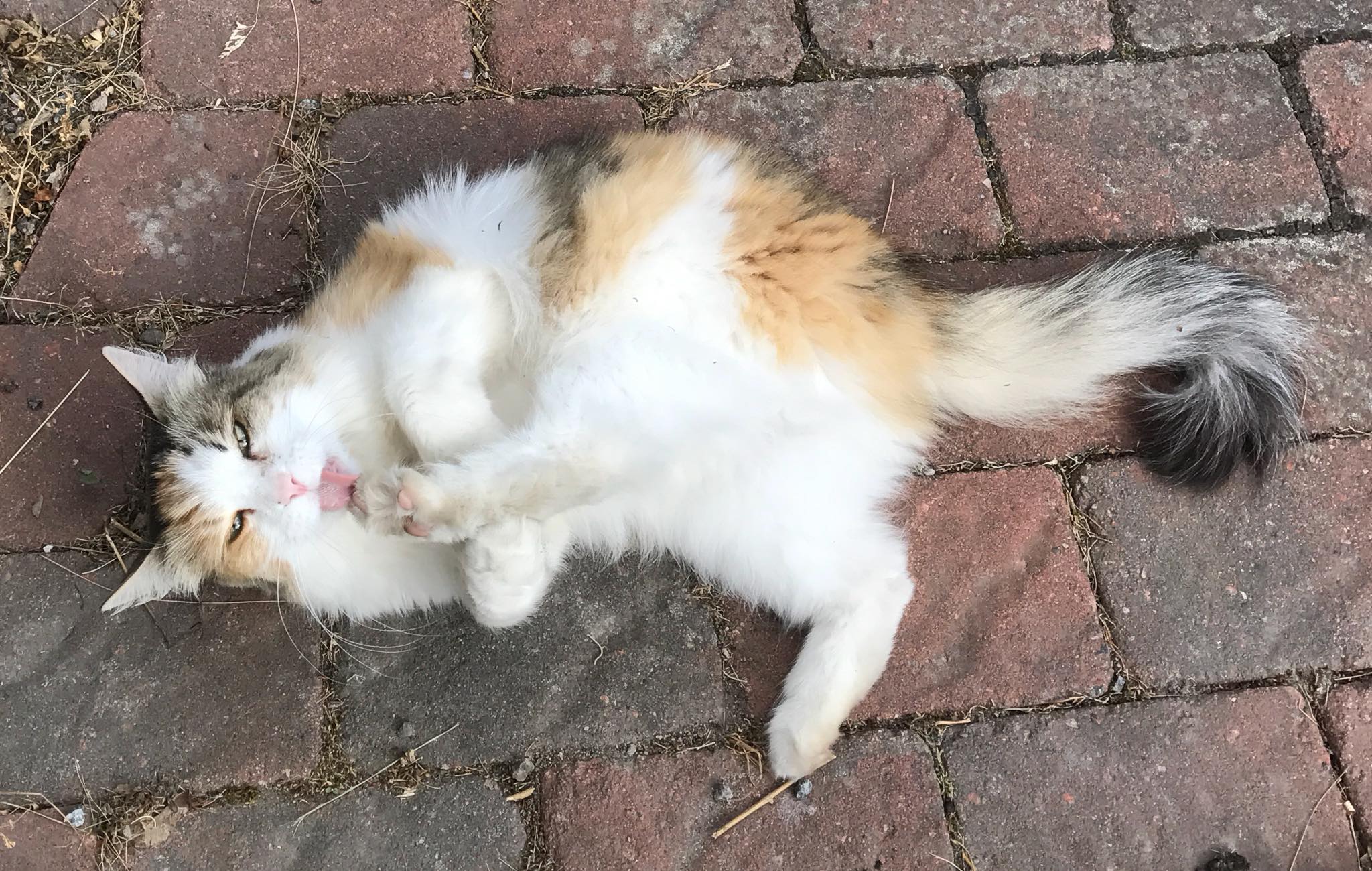 sibirisk katt Colbie
